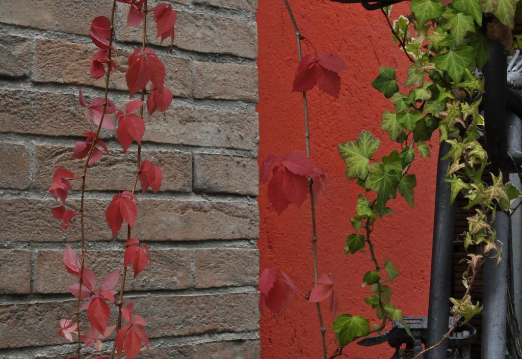 B&B Edera Castagnole Piemonte Kültér fotó